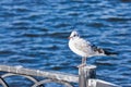 Seagull sitting on the fence Royalty Free Stock Photo