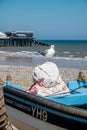 Seagull sitting on a fishing boat on Cromer Beach