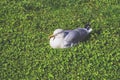 Seagull sitting on the grass