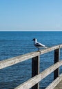 Seagull sitting on handrail of a pier Royalty Free Stock Photo