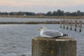 Seagull sitting in harbor