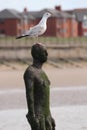 Seagull sitting on one of the Iron Men of Crosby Beach