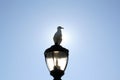 Seagull is sitting on the light Royalty Free Stock Photo