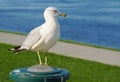 A Seagull Looks out at the River in Kennewick