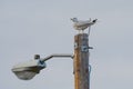 Seagull sitting on Light post Royalty Free Stock Photo