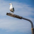 Seagull sitting on light post Royalty Free Stock Photo