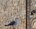 Seagull is sitting, looking into the distance Royalty Free Stock Photo