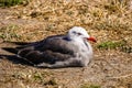 Seagull sitting near a beach on the Pacific Ocean coast, California Royalty Free Stock Photo