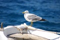 The seagull sitting on a nose of a fishing boat