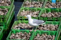 Seagull sitting on olastic boxes full of fresh creuse oysters on oyster farm in Yerseke, Zeeland, Netherlands Royalty Free Stock Photo