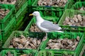 Seagull sitting on olastic boxes full of fresh creuse oysters on oyster farm in Yerseke, Zeeland, Netherlands Royalty Free Stock Photo