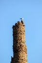 A seagull on the old chimney Royalty Free Stock Photo