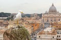 Seagull sitting on a old pillar against vatican view