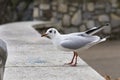 A seagull sitting on a pedestal Royalty Free Stock Photo