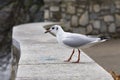 A seagull sitting on a pedestal Royalty Free Stock Photo