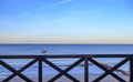 Seagull sitting on the pier railing Royalty Free Stock Photo