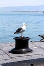 Seagull sitting on a pile at the pier of San Francisco, United States