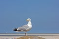 Seagull sitting on a pillar on a hot summer afternoon in Borkum