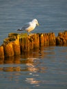 Seagull sitting on a pillar Royalty Free Stock Photo
