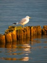 Seagull sitting on a pillar Royalty Free Stock Photo
