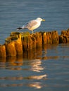 Seagull sitting on a pillar Royalty Free Stock Photo