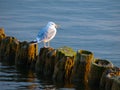 Seagull sitting on a pillar Royalty Free Stock Photo