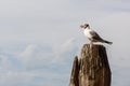 Seagull sitting on a pole. In the Venice Royalty Free Stock Photo