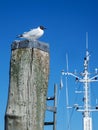 Seagull on a pole at the ship mast Royalty Free Stock Photo