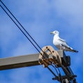 Seagull Sitting on Pulley System with Wires