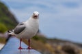 A Seagull at the Kaikoura Seal Colony in New Zealand