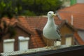 A seagull is sitting on the railing of the balcony. Royalty Free Stock Photo