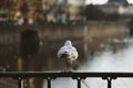 Seagull sitting on a railing in Prague Royalty Free Stock Photo