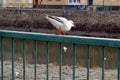 Seagull sitting on railing Royalty Free Stock Photo