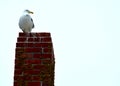 Seagull Sitting on Red Brick Chimney Royalty Free Stock Photo