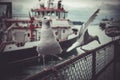 Seagull sitting on a reiling in the harbour of Seattle Royalty Free Stock Photo