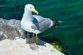 Seagull sitting on the rock