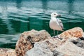 Seagull sitting on the rock