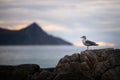 Seagull sitting on a rock at scenic Haukland Beach on Lofoten Islands in Norway during quiet and peaceful sunset Royalty Free Stock Photo