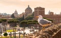 Seagull sitting on the ruins of Trajan's Market in Rome at sunse Royalty Free Stock Photo