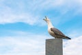 Seagull sitting and screaming on a gray concrete structure over blue sky on background Royalty Free Stock Photo