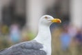 Seagull sitting on a statue, Rome, Italy Royalty Free Stock Photo