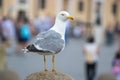 Seagull sitting on a statue, Rome, Italy Royalty Free Stock Photo