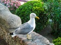 Seagull sitting on a fence in the garden, Cannes, France. Royalty Free Stock Photo