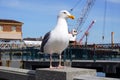 Seagull sitting on stone railing with harbor in the background Royalty Free Stock Photo