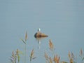 A blurred seagull perched on a stone in the sea with grass in the foreground Royalty Free Stock Photo