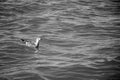 Seagull Sitting on the Surface of the Ocean Royalty Free Stock Photo