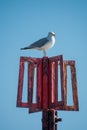 Seagull sitting on top of a sea marker