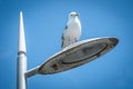 A Seagull Sitting On Top Of A Street Light With Spikey Lamp Post Royalty Free Stock Photo