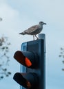 Seagull sitting on the traffic light Royalty Free Stock Photo