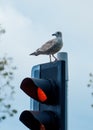 Seagull sitting on the traffic light Royalty Free Stock Photo